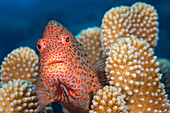 Typical of this family the Blackside hawkfish (Paracirrhites forsteri) has thick spines in it's pectoral fins to aid staying in place on it's coral perch; Hawaii, United States of America