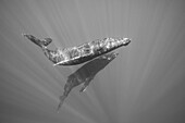 Buckelwale (Megaptera novaeangliae) unter Wasser; Hawaii, Vereinigte Staaten von Amerika
