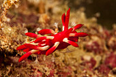 Diese Nacktschnecke (Okenia nakamotoensis) ist aus Japan, Indonesien, den Philippinen und den Enewetak- und Kwajalein-Atollen auf den Marshall-Inseln sowie von der Insel Sipidan in Malaysia bekannt, wo dieses Exemplar fotografiert wurde; Malaysia