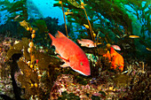 Ein weiblicher Schafkopf (Semicossyphus pulcher) und ein Garibaldi (Hypsypops rubicundus) in einem Wald aus Riesentang (Macrocystis pyrifera) vor Santa Barbara Island; Santa Barbara Island, Kalifornien, Vereinigte Staaten von Amerika