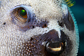 A close look at the face of a blackspotted puffer or dog-faced puffer (Arothron nigropunctatus); Yap, Federated States of Micronesia