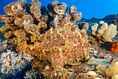 Masters of camouflage, Commerson's frogfish (Antennarius commersoni), are effective ambush predators who blend into their spot on the reef; Hawaii, United States of America