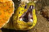 The fimbriated moray (Gymnothorax fimbriatus) is also known as the darkspotted moray or spot-face moray. They occur in lagoons, reef flats, seaward reefs and inshore waters among dead corals. Common in harbours and small caves; Philippines
