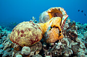 Eine Triton-Trompetenmuschel (Charonia tritonis) greift einen Polsterseestern (Culcita novaeguineae) an. Sie bohrt sich zunächst in den Seestern, saugt das Innere aus und verschlingt dann schließlich den äußeren Teil; Hawaii, Vereinigte Staaten von Amerika