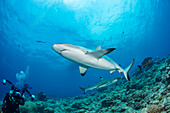 Ein Fotograf stellt sich auf einen Grauen Riffhai (Carcharhinus amblyrhynchos) vor der Insel Yap ein; Yap, Mikronesien