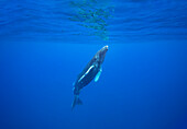 The fish following this surfacing humpback whale (Megaptera novaeangliae) are known as leatherback (Scomberoides lysan) or queenfish. In Hawaii they are also call Lai and are frequently seen following humpback whales to feed on the skin they slough off; Hawaii, United States of America