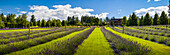 Panoramic image of a lavender farm in the Okanagan Valley; British Columbia, Canada