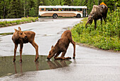 Zwillings-Elchkälber (Alces alces) trinken an einer Straßenpfütze im Denali National Park and Preserve. Die Elchkuh ist hinter ihnen, ebenso wie der Verkehr auf der Parkstraße, Inneres Alaska; Alaska, Vereinigte Staaten von Amerika