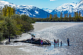 Besucher halten bei einem gestrandeten Grauwal (Eschrichtius robustus) in der Nähe von Portage, Alaska in Süd-Zentral-Alaska. Der Wal wurde aus dem Turnagain Arm in den Placer River gespült, wo er strandete; Alaska, Vereinigte Staaten von Amerika