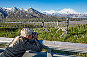 A female visitor to Denali National Park and Preserve takes a photo of Denali at the Eielson Visitor Center, with caribou antlers in the foreground; Alaska, United States of America