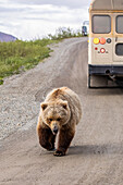 Ein Grizzlybär (Ursus arctos horribilis) und ein Reisebus auf der Denali Park Road im Denali National Park and Preserve im Inneren Alaskas. Dort wandern häufig Bären und Wölfe über die Straße; Alaska, Vereinigte Staaten von Amerika