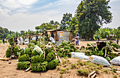 Banana vendors by the roadside; Kadindimo, Western Region, Uganda