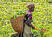 Frau bei der Teeernte auf einer Plantage, Kibale-Nationalpark; Westliche Region, Uganda