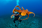 Dieser Taucher hat einen guten Blick auf eine Tagkrake (Octopus cyanea); Hawaii, Vereinigte Staaten von Amerika