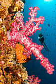 Alcyonenkorallen dominieren diese Riffszene mit einem Taucher; Komodo, Indonesien