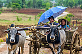 Young man and woman riding in a cart pulled by cows with yoke; Yawngshwe, Shan State, Myanmar