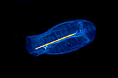 This Pelagic tunicate or salp (Salpa aspera) is part of the Salpidae family of gelatinous animals; Yap, Federated States of Micronesia