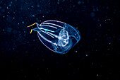 Comb-jelly, or sea gooseberry, as they are also known, are not related to jellyfish but form a group of their own, the Ctenophores. This individual is likely, Pleurobrachia pileus, and was photographed at night several miles off the island of Yap; Yap, Federated States of Micronesia