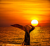 Ein Buckelwal (Megaptera novaeangliae) hebt bei Sonnenuntergang seinen Schwanz in die Luft; Hawaii, Vereinigte Staaten von Amerika