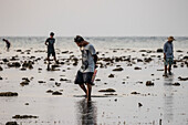 Men collecting shells on the beach at sunset; Lovina, Bali, Indonesia
