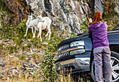 Dallschafschaf und Lamm (Ovis dalli) am Rande der Chugach Mountains südlich von Anchorage, Süd-Zentral-Alaska.  Eine Touristin hält an, um ein Foto von ihnen neben dem Seward Highway in der Nähe von MP 105 zu machen; Alaska, Vereinigte Staaten von Amerika