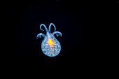 Gymnosomen-Pteropode (Hydromyles globulosa), ein schalenloses, planktonisches Weichtier, das manchmal als Seeschmetterling bezeichnet wird; Bali, Indonesien