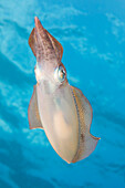 Ein ovaler Tintenfisch (Sepioteuthis lessoniana) schwebt knapp unter der Oberfläche. Diese können bis zu 14 Zoll lang werden.  Fotografiert vor der Insel Yap; Yap, Mikronesien