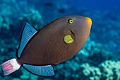Pinktail Durgon (Melichthys vidua), more correctly referred to as the Pinktail Triggerfish, reach about one foot in length; Hawaii, United States of America