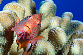 Typical of this family the Blackside hawkfish (Paracirrhites forsteri) has thick spines in it's pectoral fins to aid staying in place on it's coral perch; Hawaii, United States of America