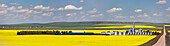 Panaroma of a flowering canola field with large metal storage bins in a farmyard and rolling hills and windmills in the background, North of Glenwood; Alberta, Canada