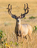 Maultierhirsch (Odocoileus hemionus) steht in einem goldenen Grasfeld; Steamboat Springs, Colorado, Vereinigte Staaten von Amerika