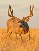 Mule deer (Odocoileus hemionus) stag with antlers standing in long grass illuminated by golden sunlight and looking at the camera; Steamboat Springs, Colorado, United States of America