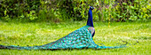 Male Indian Peafowl (Pavo cristatus) standing on grass; United States of America