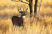 White-tailed deer buck (Odocoileus virginianus) standing in tall golden grass; Emporia, Kansas, United States of America