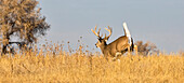 White-tailed deer buck (Odocoileus virginianus) running in tall golden grass; Emporia, Kansas, United States of America