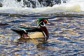 Male Wood duck (Aix sponsa) on the water; Fort Collins, Colorado, United States of America