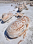 Unique and patterned rock surfaces, Bisti Badlands, Bisti/De-Na-Zin Wilderness, San Juan County; New Mexico, United States of America