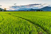 Sunset over a bright green, lush rice field; Ap Gio Ta, Ninh Thuan, Vietnam