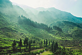 Drohnenansicht von Reisterrassen an einem üppigen Berghang; Provinz Ha Giang, Vietnam