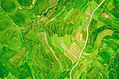Drohnenansicht von hellgrünen, üppigen Reisterrassen; Ha Giang Provinz, Vietnam