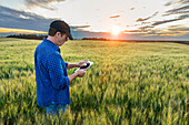 Ein Landwirt steht in einem Weizenfeld und benutzt bei Sonnenuntergang eine Tablette; Alberta, Kanada
