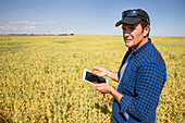 A farmer stands in a farm field using a tablet and holding a handful of peas; Alberta, Canada