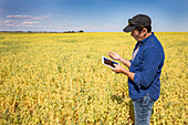 Ein Landwirt steht auf einem Acker, benutzt eine Tablette und hält eine Handvoll Erbsen; Alberta, Kanada
