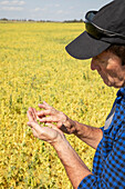 Ein Landwirt steht auf einem landwirtschaftlichen Feld und inspiziert eine Handvoll Erbsen; Alberta, Kanada