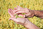 A farmer stands in a field inspecting a handful of peas; Alberta, Canada