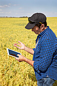 A farmer stands in a farm field using a tablet and holding a handful of peas; Alberta, Canada