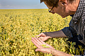 A farmer in a farm field inspecting a pea crop; Alberta, Canada