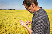 A farmer in a farm field inspecting a pea crop; Alberta, Canada