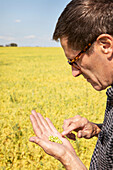 A farmer in a farm field inspecting a pea crop; Alberta, Canada