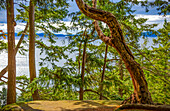 Blick durch die Bäume in einem Wald auf den Pazifischen Ozean und die Küstenlinie entlang des Chuckanut Drive außerhalb von Bellingham; Washington, Vereinigte Staaten von Amerika